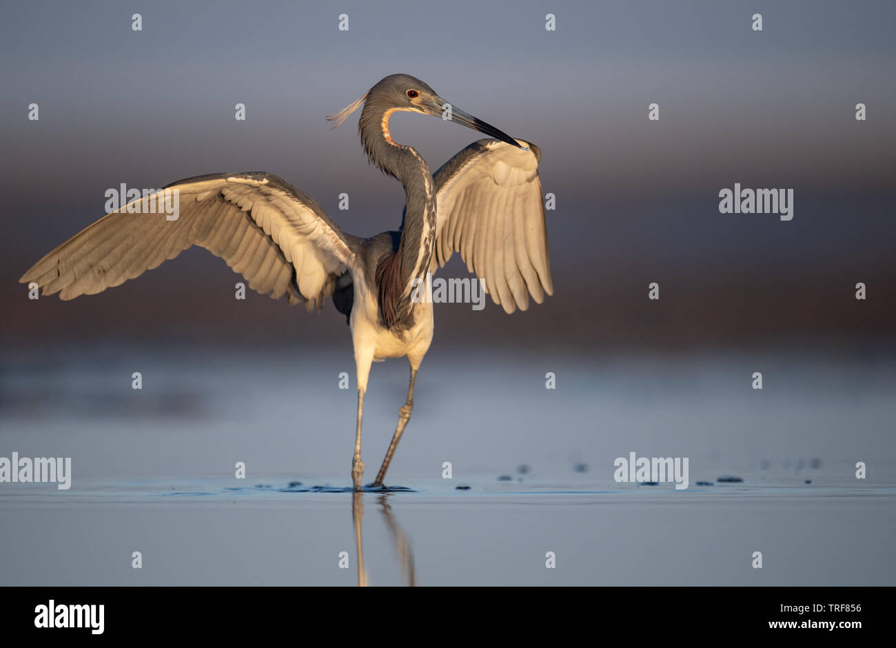 Juvenile Grey Heron High Resolution Stock Photography And Images Alamy