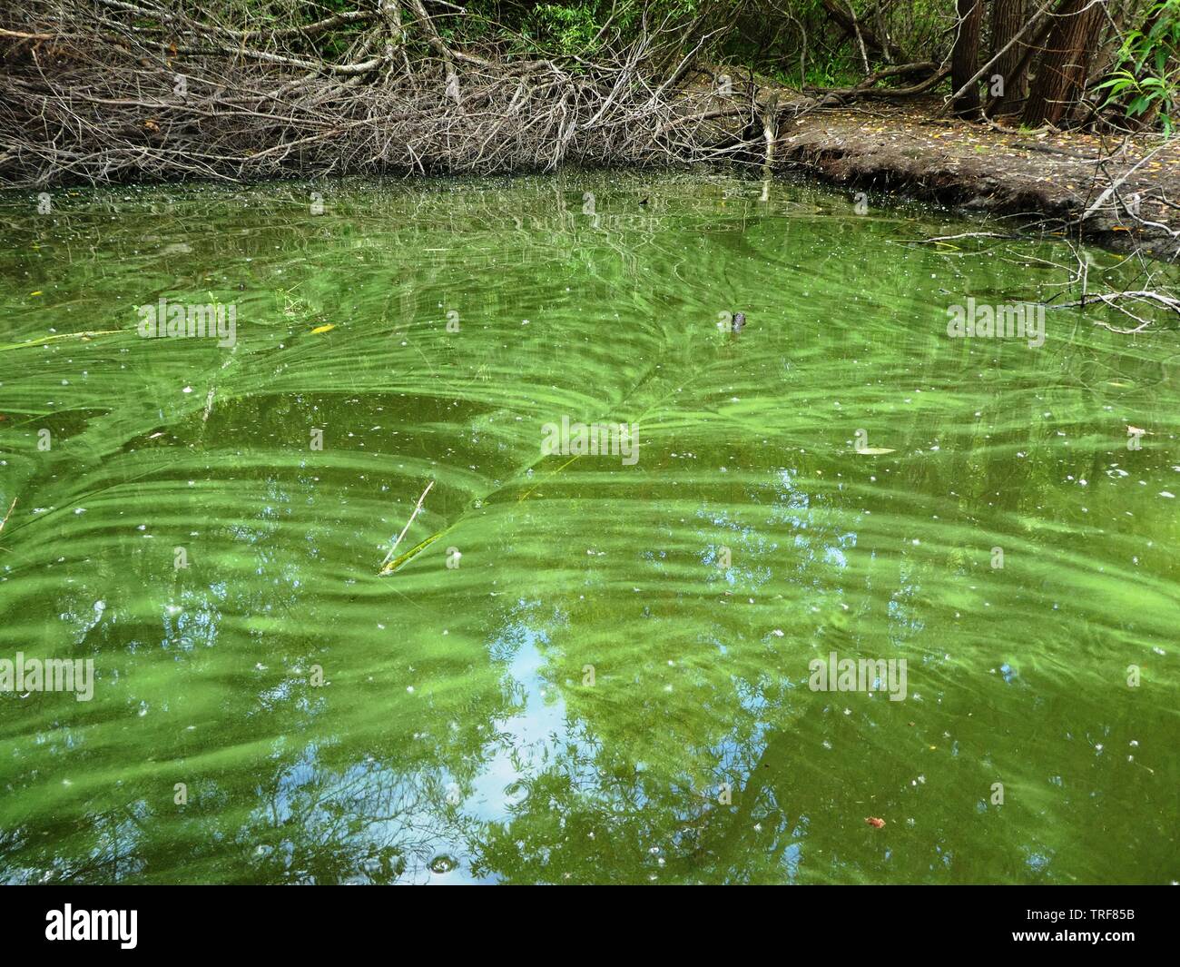 Bluegreen algae (cyanobacteria) floating on the surface in a downwind