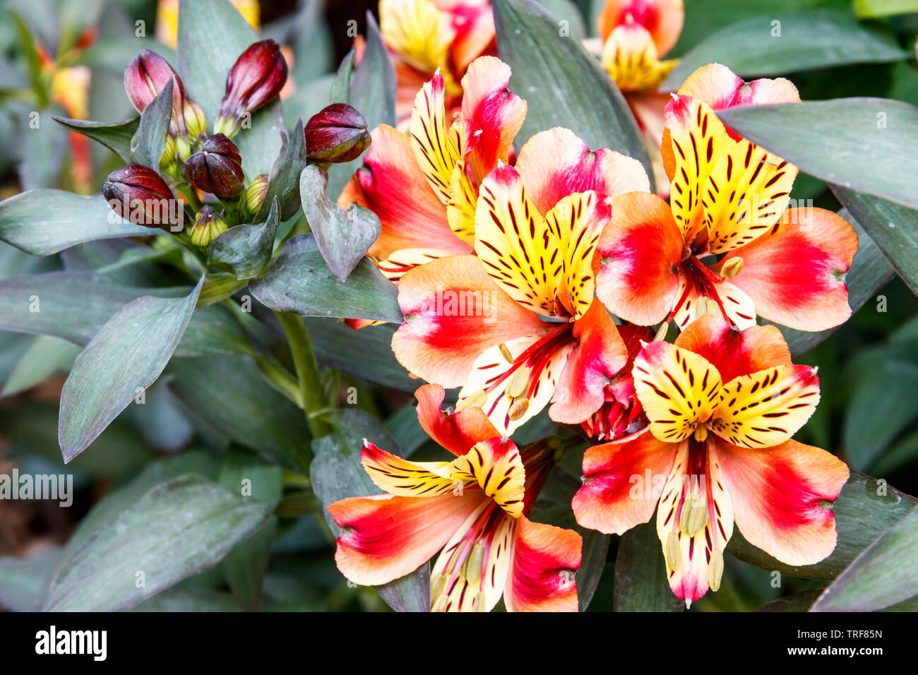 Alstroemeria, or Peruvian Lily, Indian Summer variety in a herbaceous border in suburban back garden, London, UK Stock Photo