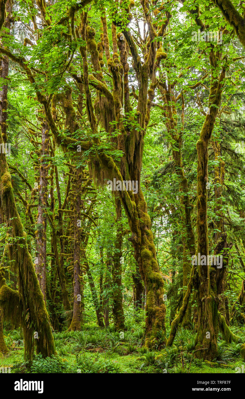 A Forest Scene In The Quinault Rainforest Olympic National Park a-forest-scene-in-the-quinault-rainforest-olympic-national-park
