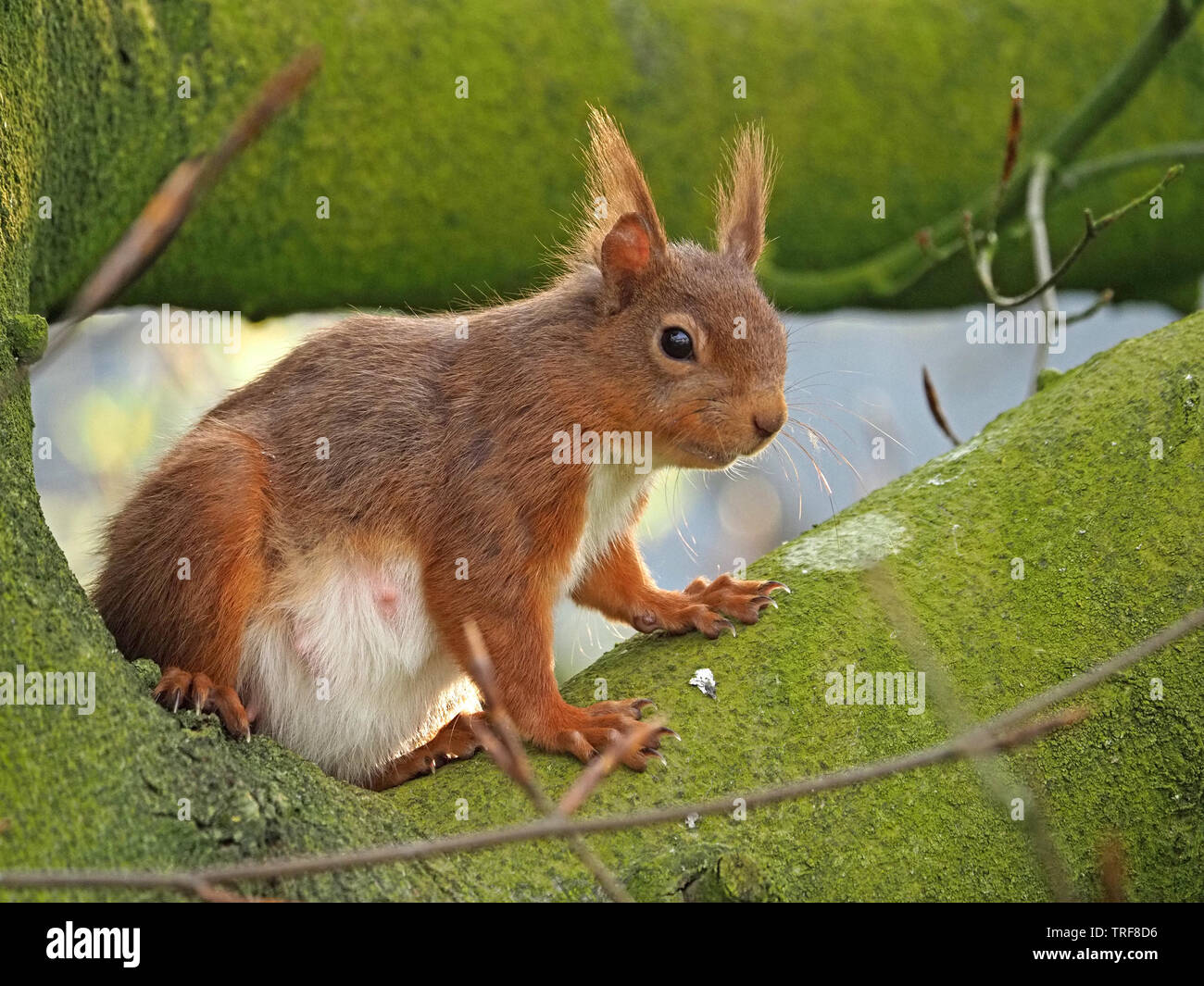 pregnant Red Squirrel (Sciurus vulgaris) with sunlit ears sitting on