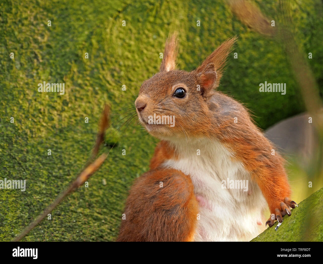 pregnant Red Squirrel (Sciurus vulgaris) preening itself in lichen