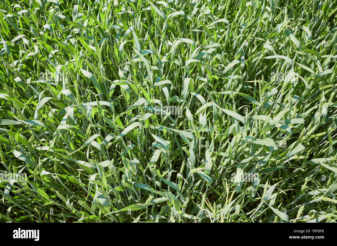 Green wheat field seen from above. Stock Photo