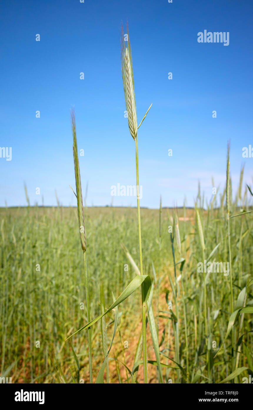 Close up picture of barley on a field, selective focus. Stock Photo