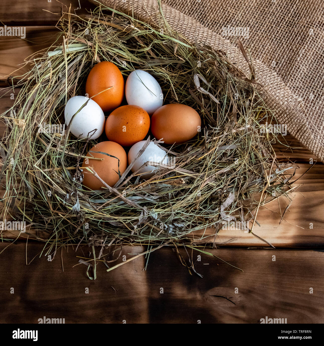 chicken egg in the nest Stock Photo Alamy