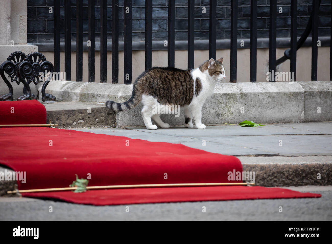 Downing street cat larry walks into 10 downing street hires stock