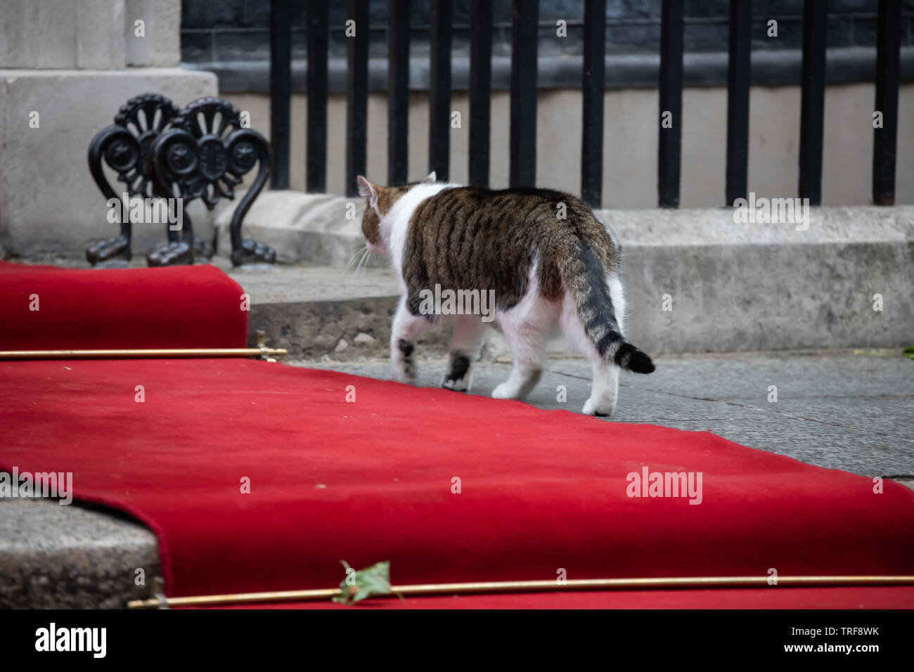 Downing street cat larry walks into 10 downing street hires stock