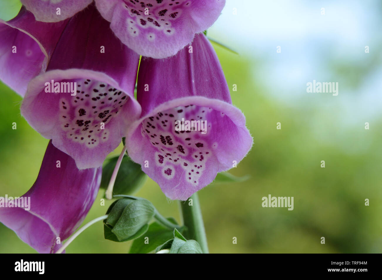 Fine White Hairs In Purple Flowers Of Common Foxglove A Highly