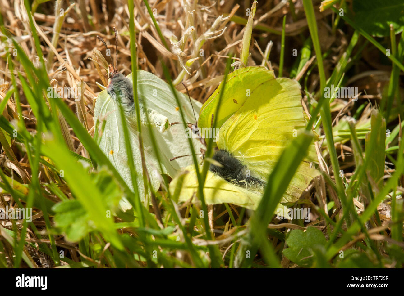 female Brimstone butterfly attracting males Stock Photo