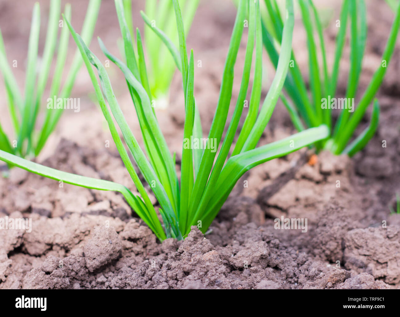 Bunches of green onions hi-res stock photography and images - Alamy