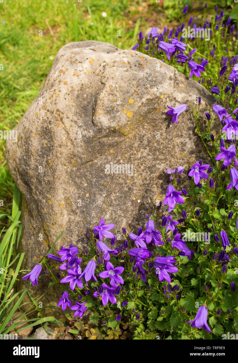 Purple flowers on a perrenial herbaceous campanula plant, commonly called bellfower, growing in north east Italy Stock Photo