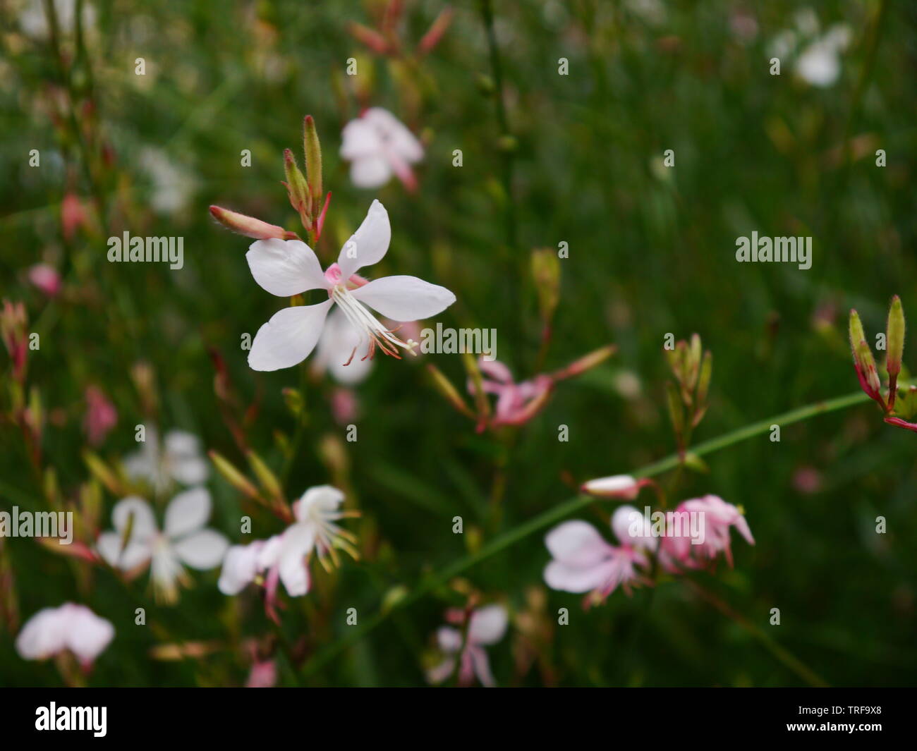 Close up of several delicate white and light pink blossoms. Stock Photo