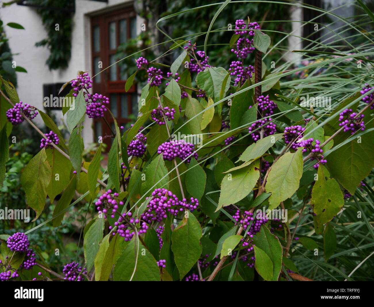 Beautiful green purple leaves hi-res stock photography and images - Alamy