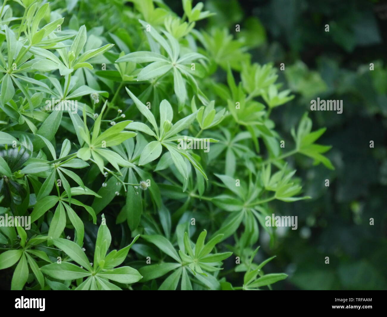 A close up photo of green woodruff. Stock Photo