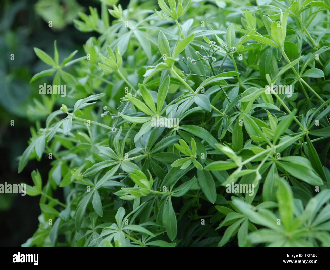 A close up photo of green woodruff. Stock Photo