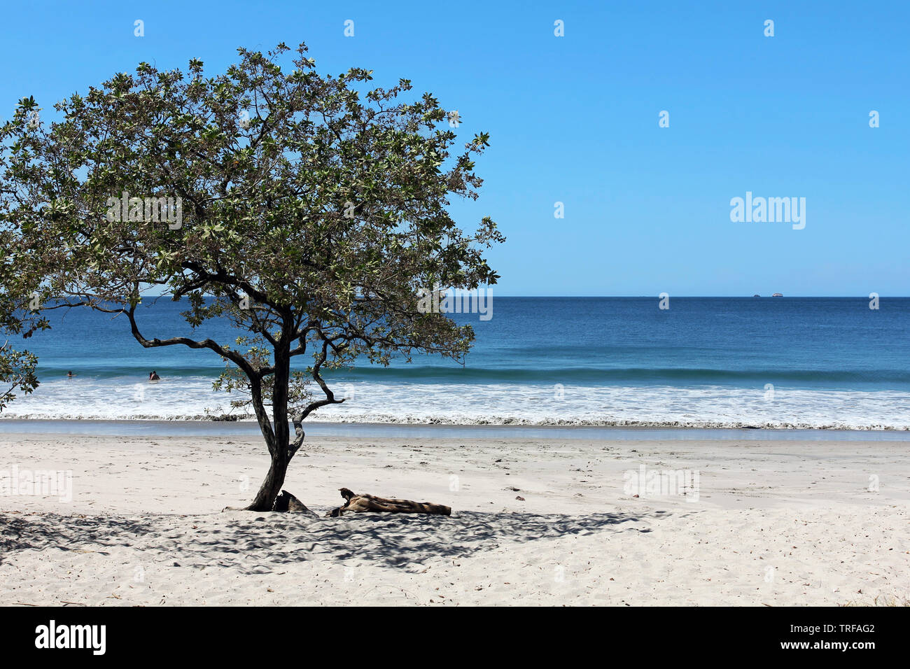 Lonely tree on white-sand beach Playa Conchal (Shell Beach) in Guanacaste dry region of Costa Rica. Stock Photo