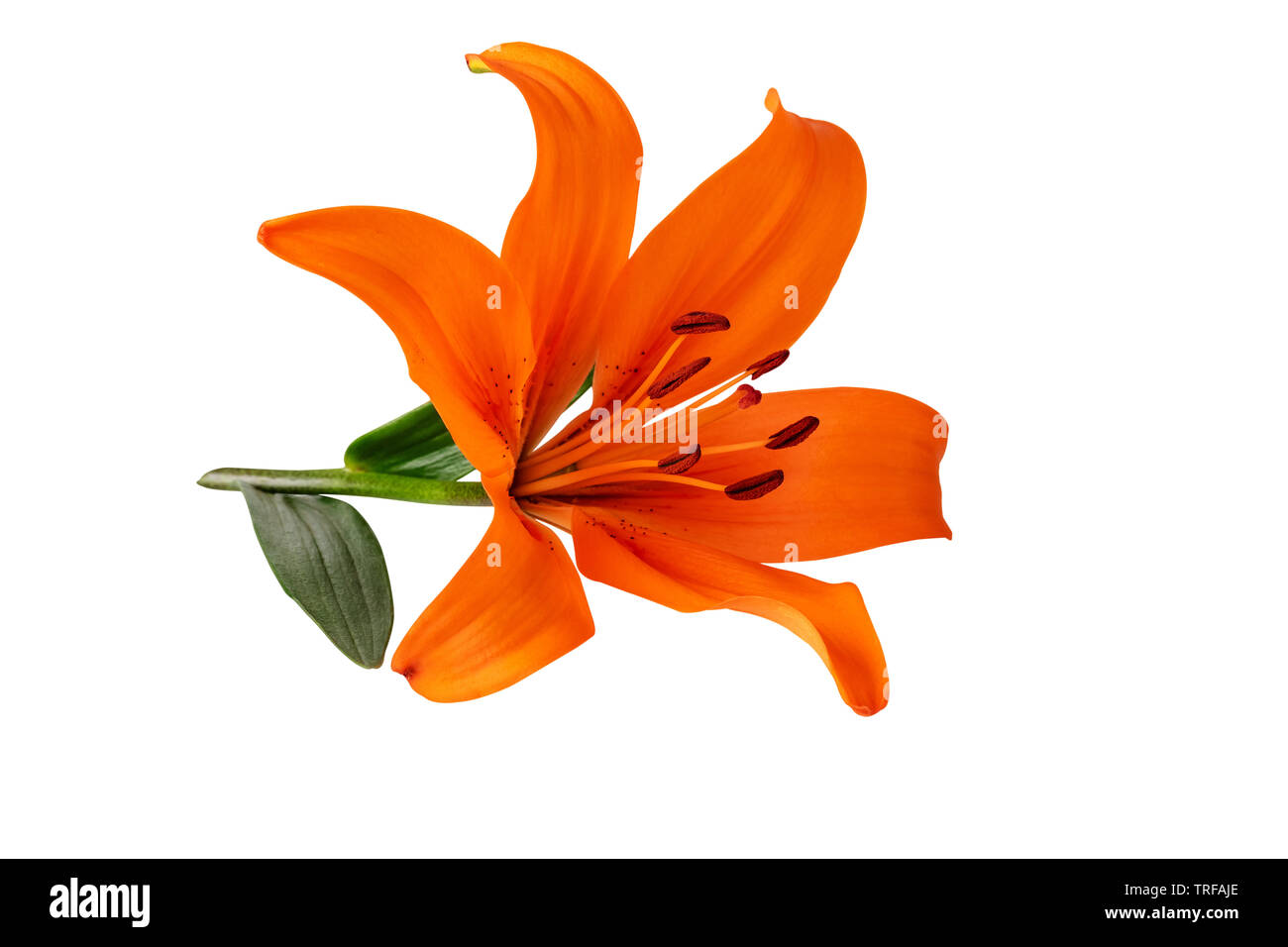 Lily flower orange color isolated on white clipping path included Stock