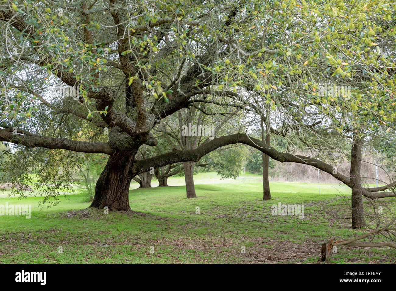 Large live oak tree Stock Photo Alamy