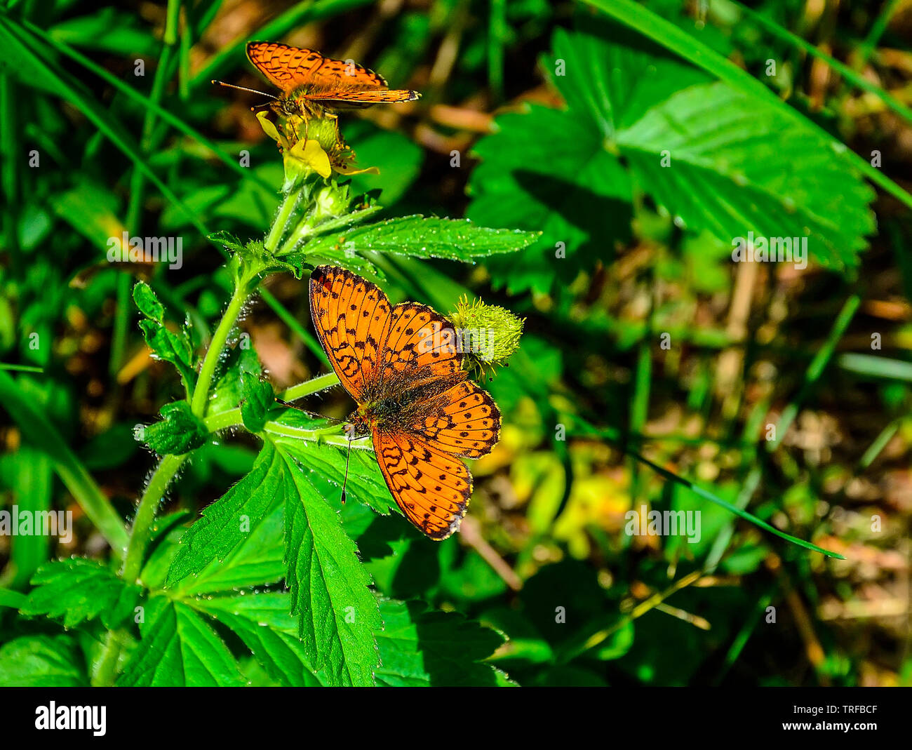 Two bright orange butterflies Lesser Marbled Fritillary (Argunnis paphia) in the forest on bur-marigold plant sitting with the wings spread out. Fauna Stock Photo