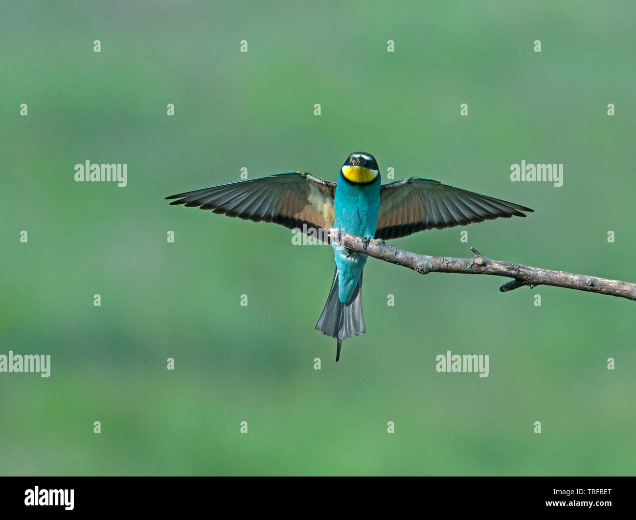 Adult European bee-eater with insect in beak landing Stock Photo