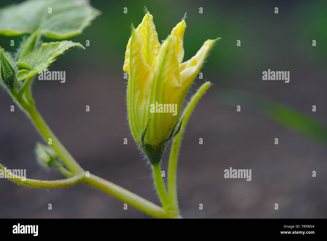 squash blossom, vegetable garden Stock Photo Alamy