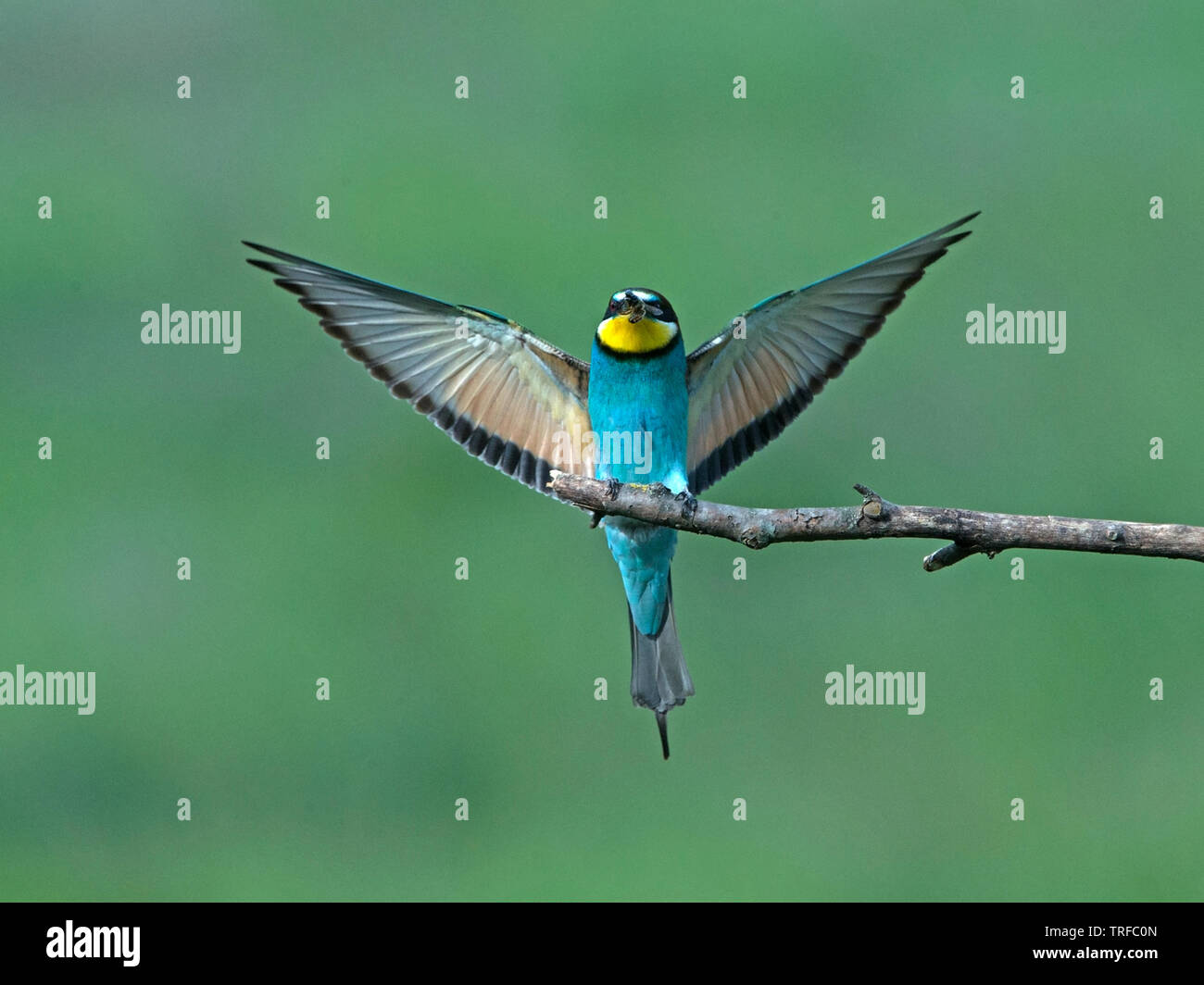 Adult European bee-eater with insect in beak landing Stock Photo