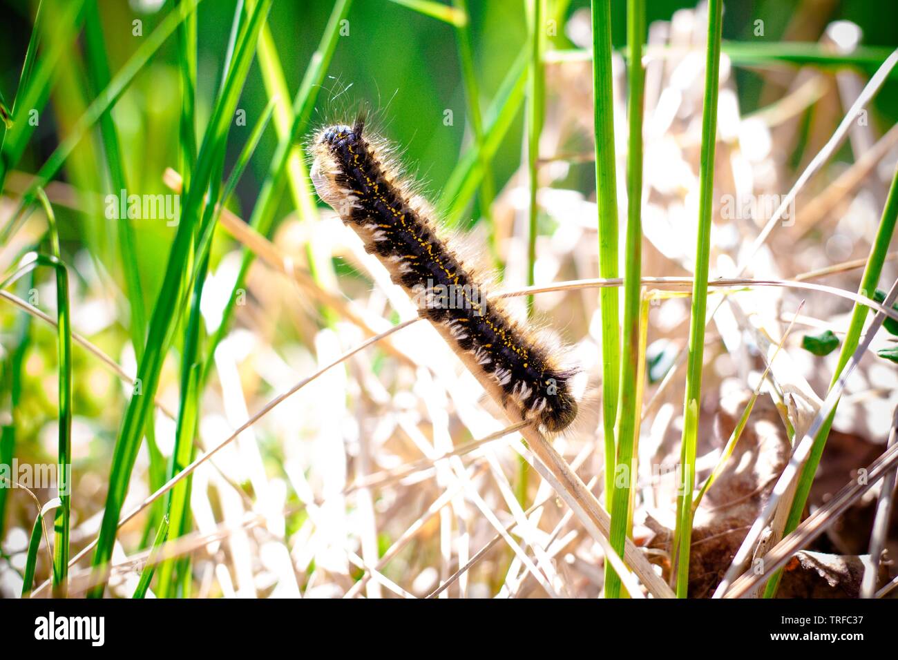 A beautiful caterpillar sits on a stalk of grass. The bright and warm ...