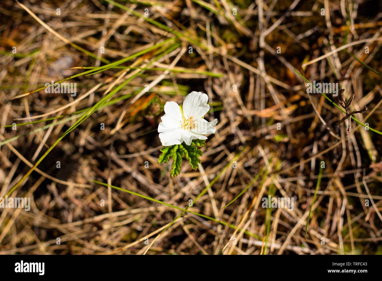 A single cloudberry flower in bright white. Cloudberries are a very useful and tasty berry that grows on a swampy terrain. Stock Photo