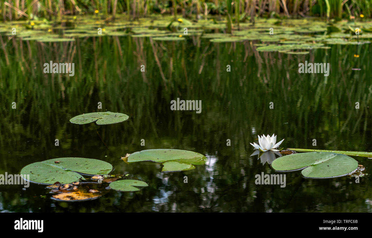 Acarlar longozu lotus flower Karasu,Sakarya,Turkey Stock Photo - Alamy