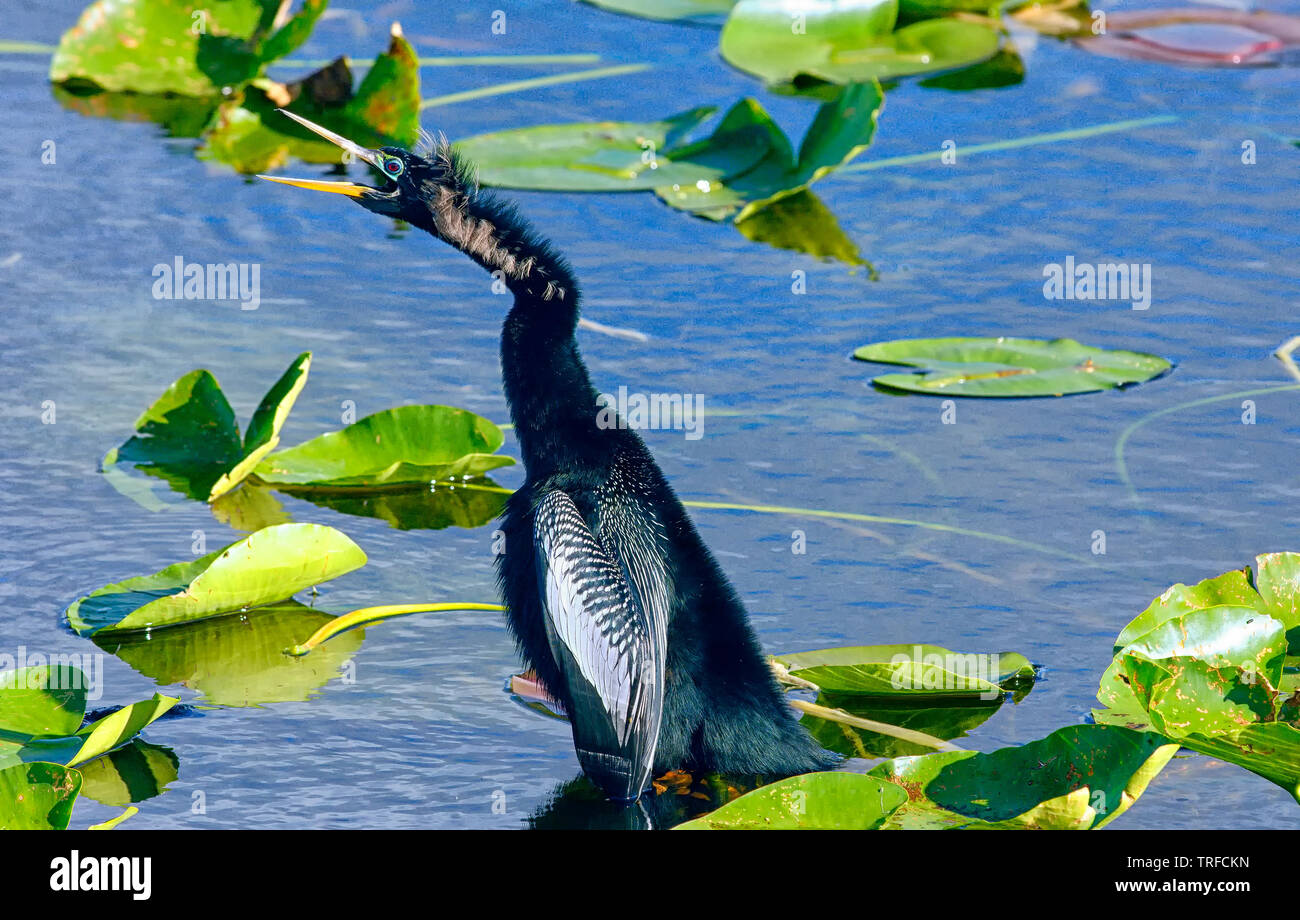 An Anhinga bird, also known as a snakebird or darter, stands gracefully in the water Stock Photo