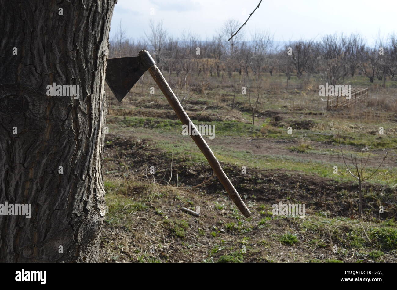 The ax was on the body of the innocent tree Stock Photo