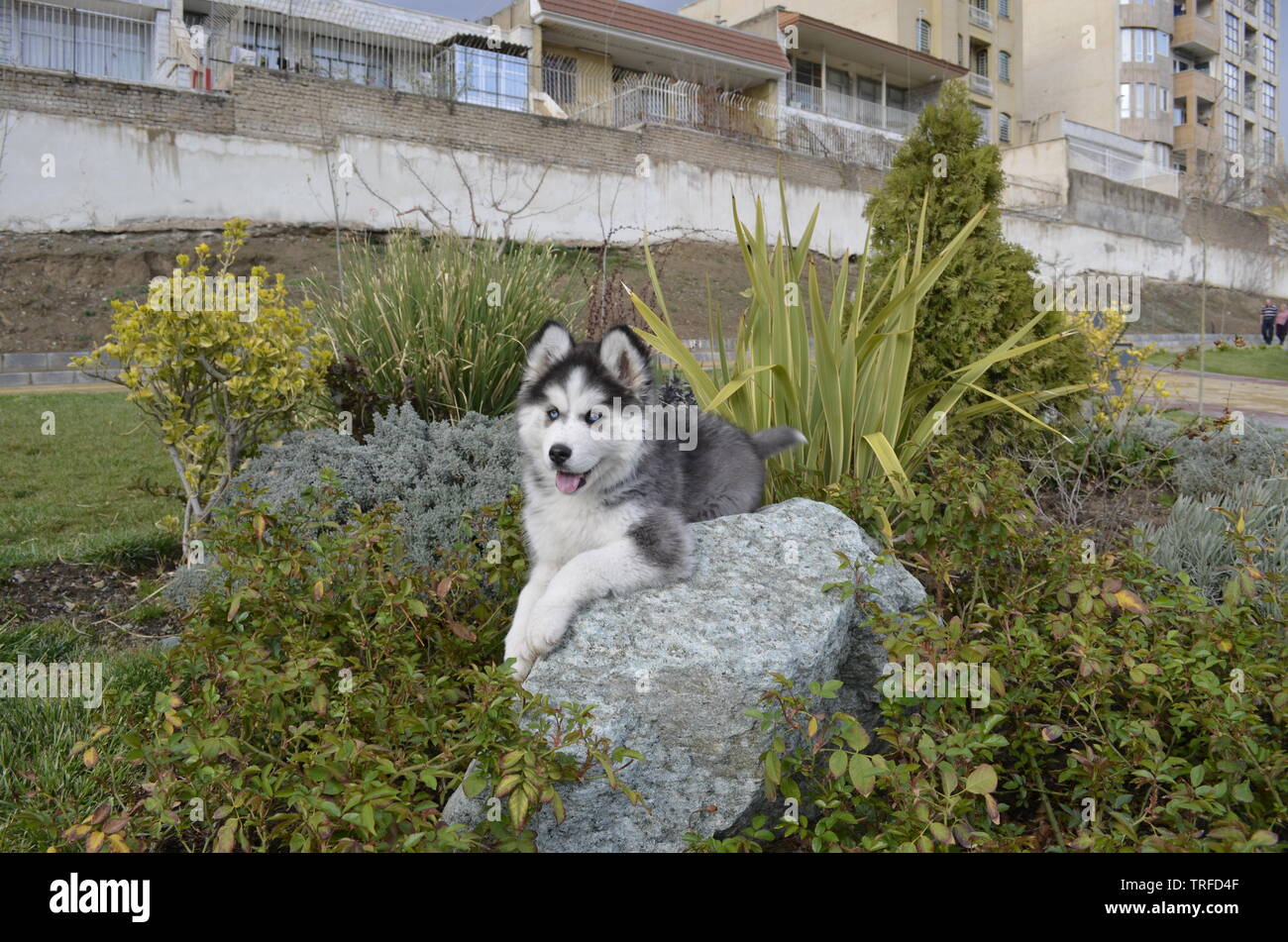 Young long hair Husky Puppy Dog With Blue eyes Outdoor In spiring