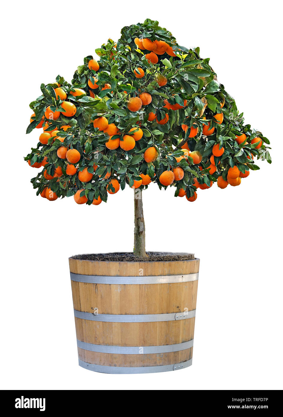 citrus tree in pot Stock Photo Alamy