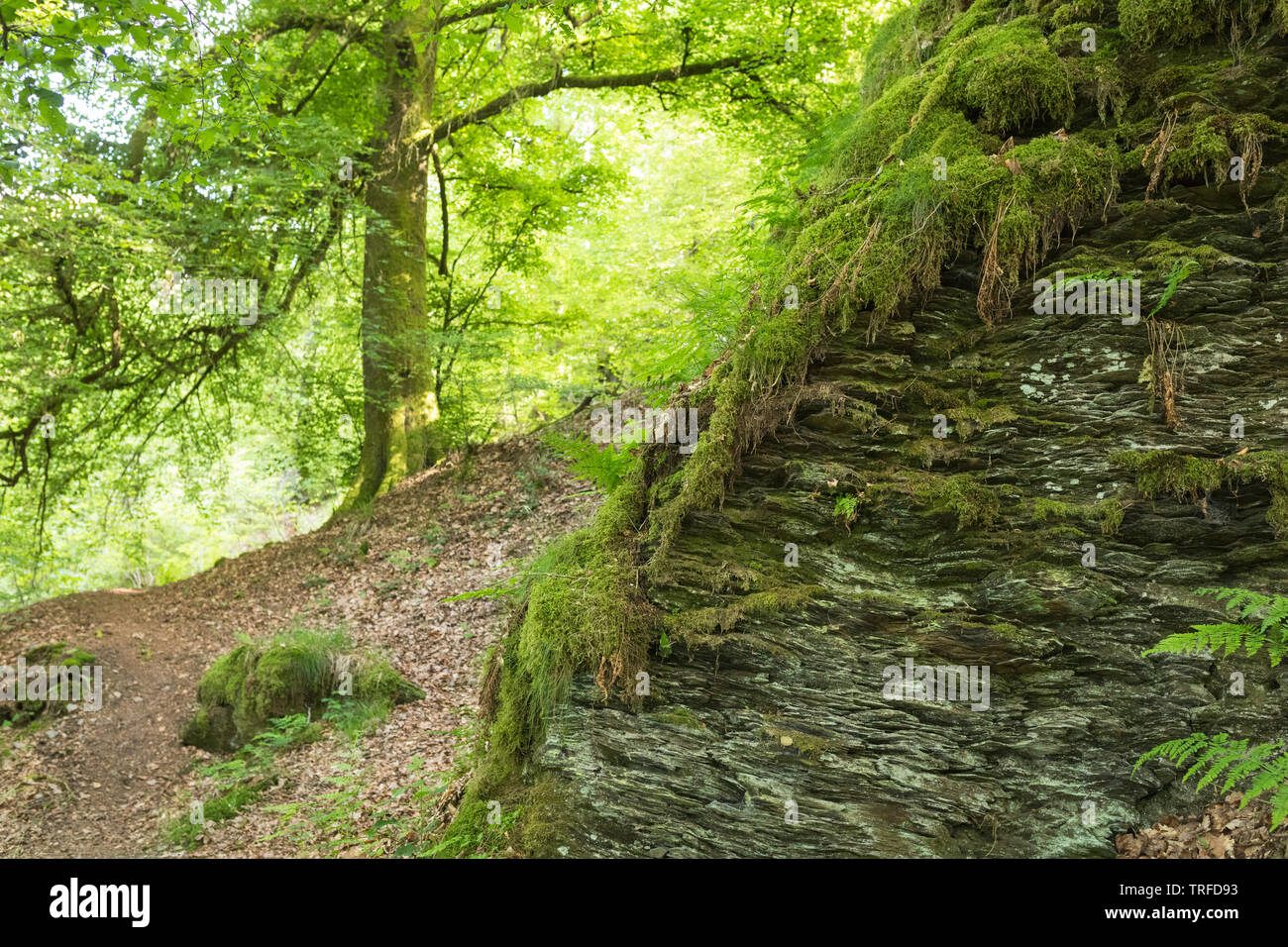 Forest in the Belgian Ardennes with beech trees, rocks and moss Stock Photo