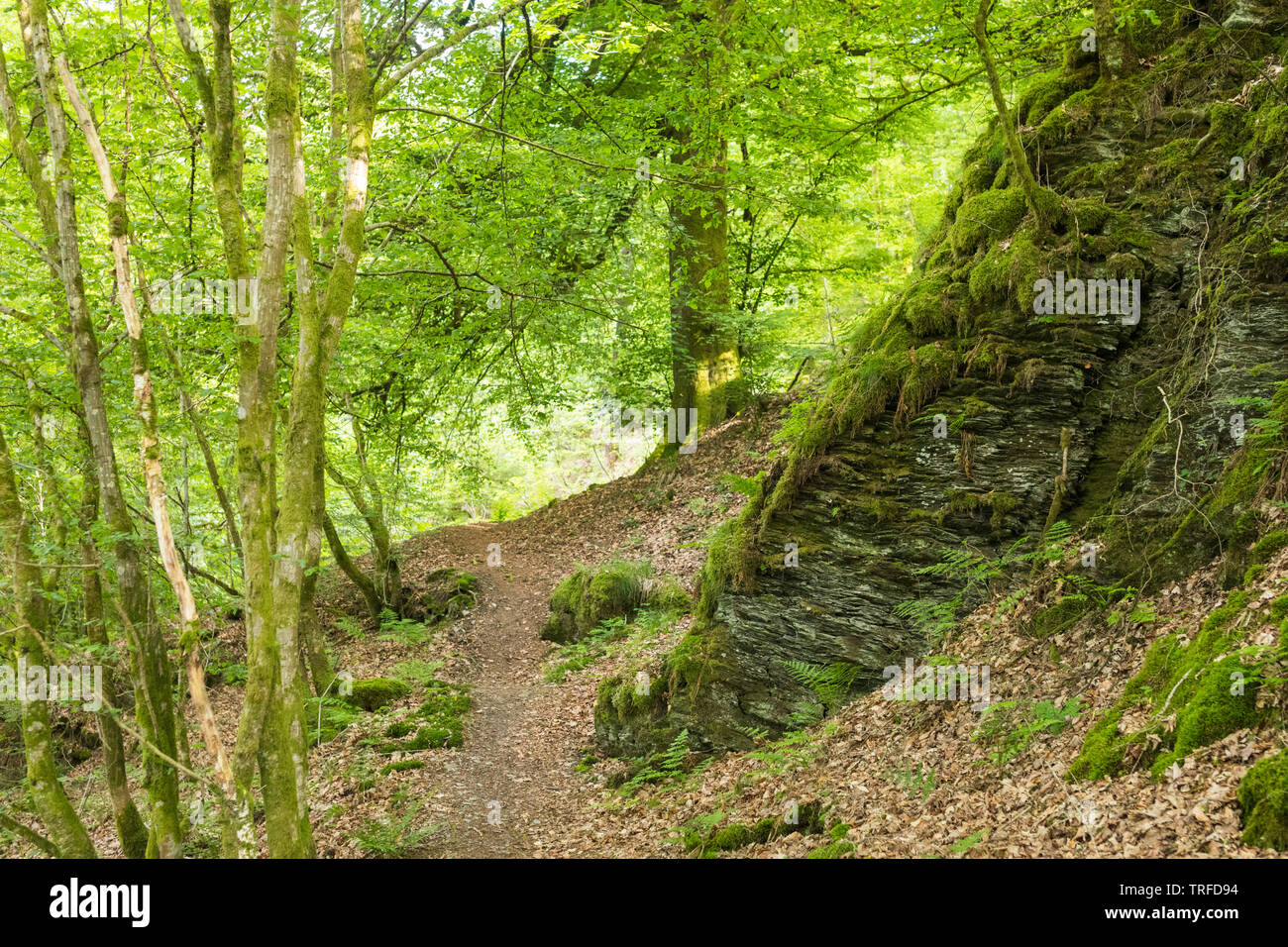 Forest in the Belgian Ardennes near Bertrix with beech trees, rocks and moss Stock Photo