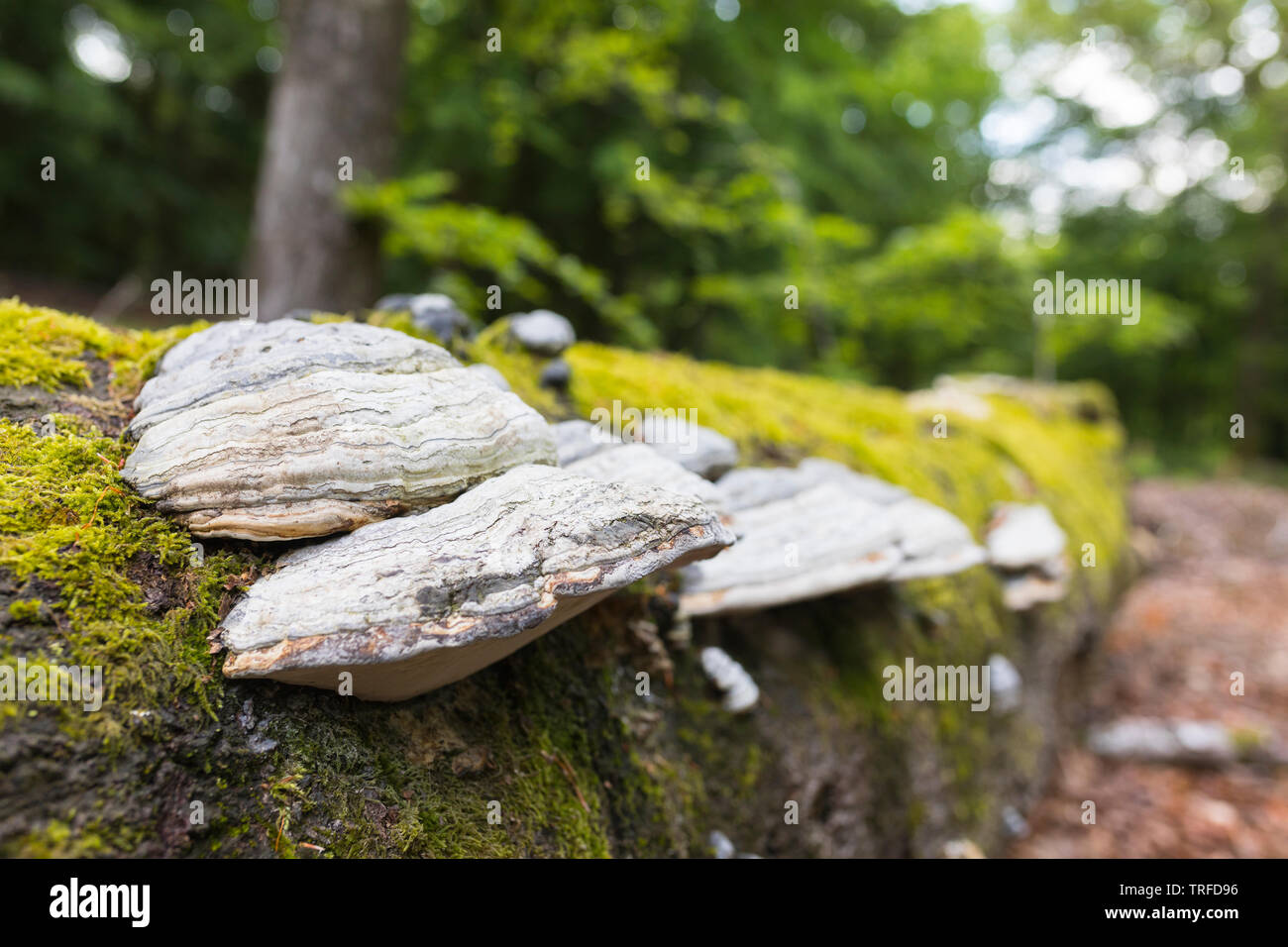 Tinder mushrooms on a trunk in a forest in Belgium Ardennes near Bertrix Stock Photo