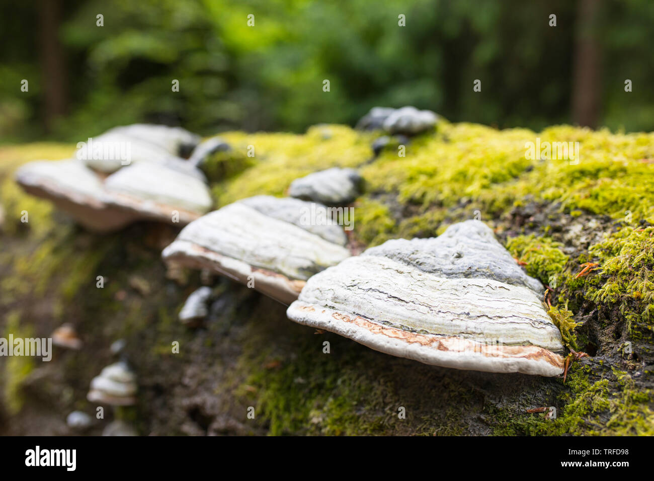 Tinder mushrooms in a forest, mushroom bench in Belgium Ardennes Stock Photo