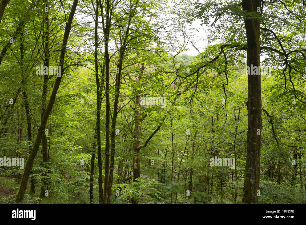 Beech trees in a forest at the end of spring in the Ardennes near Bertrix in Belgium Stock Photo