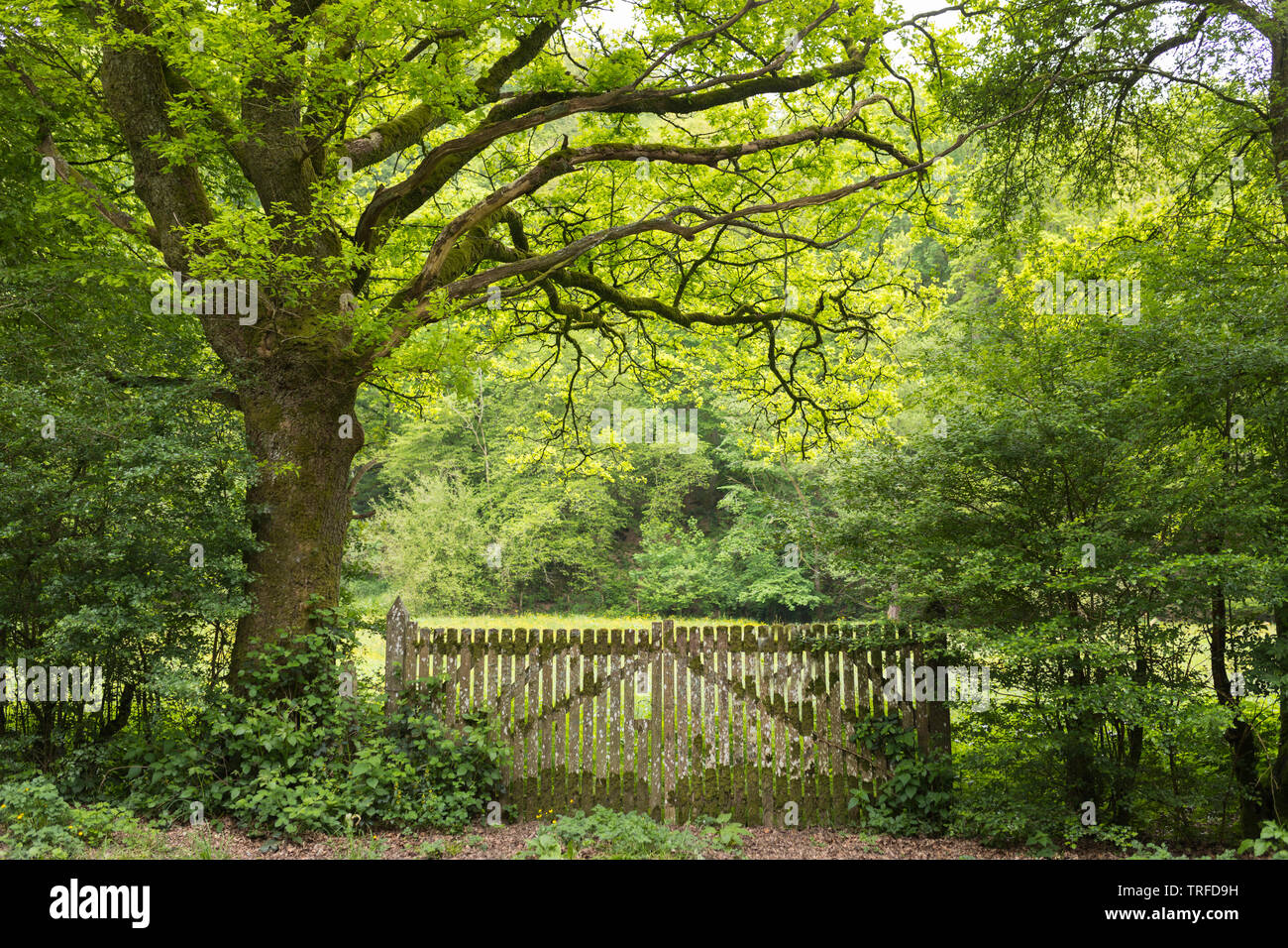 Old wooden gate to a meadow in a Belgian forest in the Ardennes Stock Photo