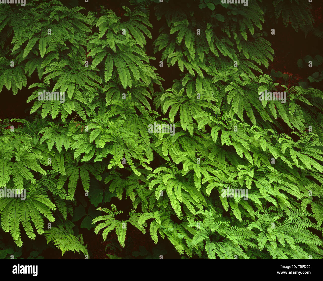 USA, Washington, Gifford Pinchot National Forest, Early summer growth of western maidenhair fern (Adiantum aleuticum). Stock Photo