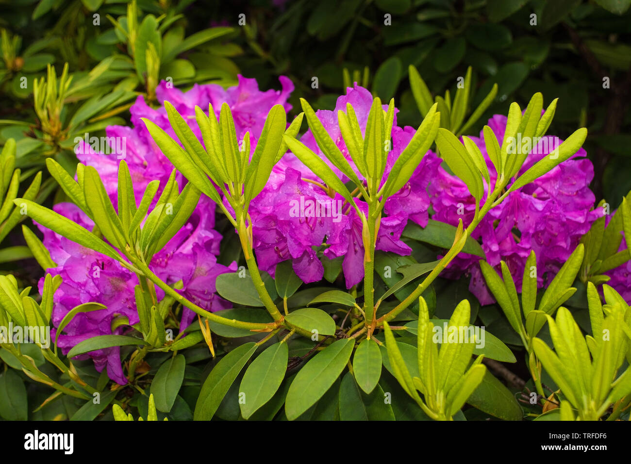 Purple rhododendron flowers growing in a garden in north east Italy. They are wet from recent rain Stock Photo