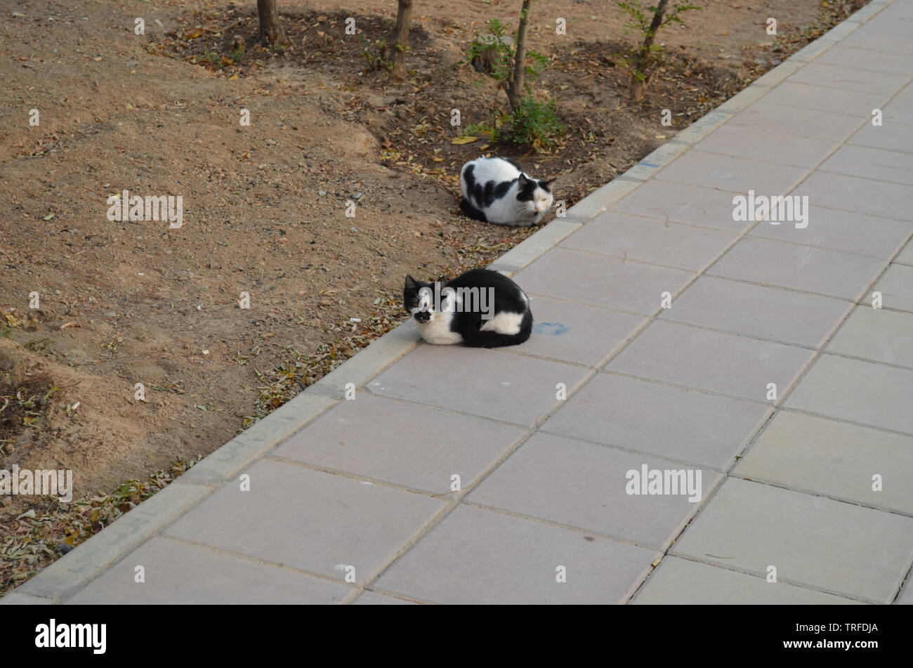 Rorschach cat Stock Photo