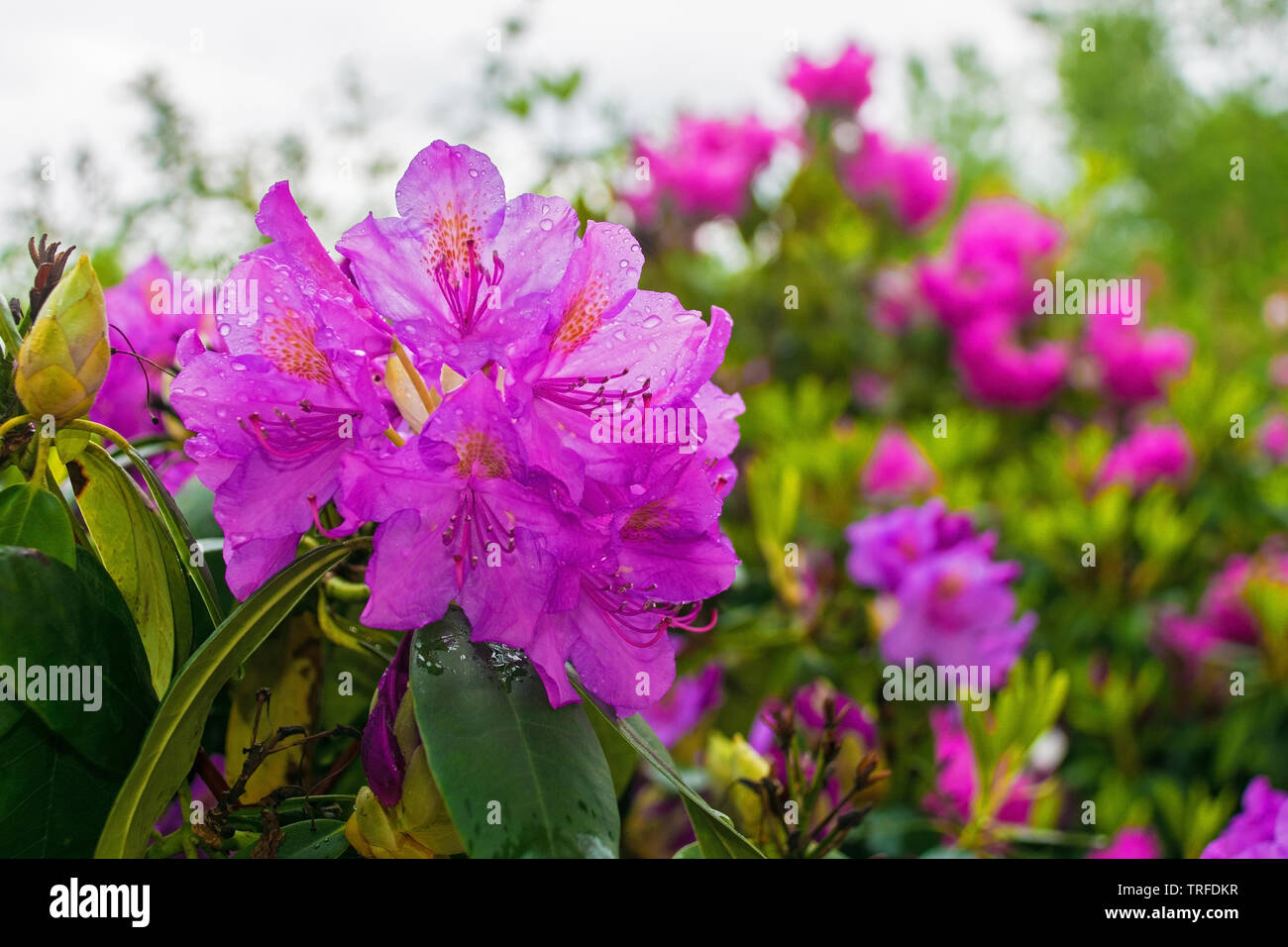 Purple rhododendron flowers growing in a garden in north east Italy. They are wet from recent rain Stock Photo
