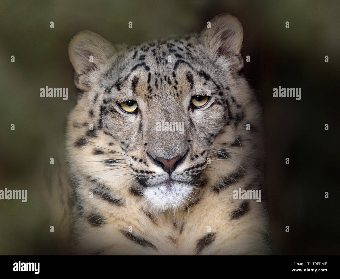 Portrait of captive Snow leopard or ounce Panthera uncia Stock Photo