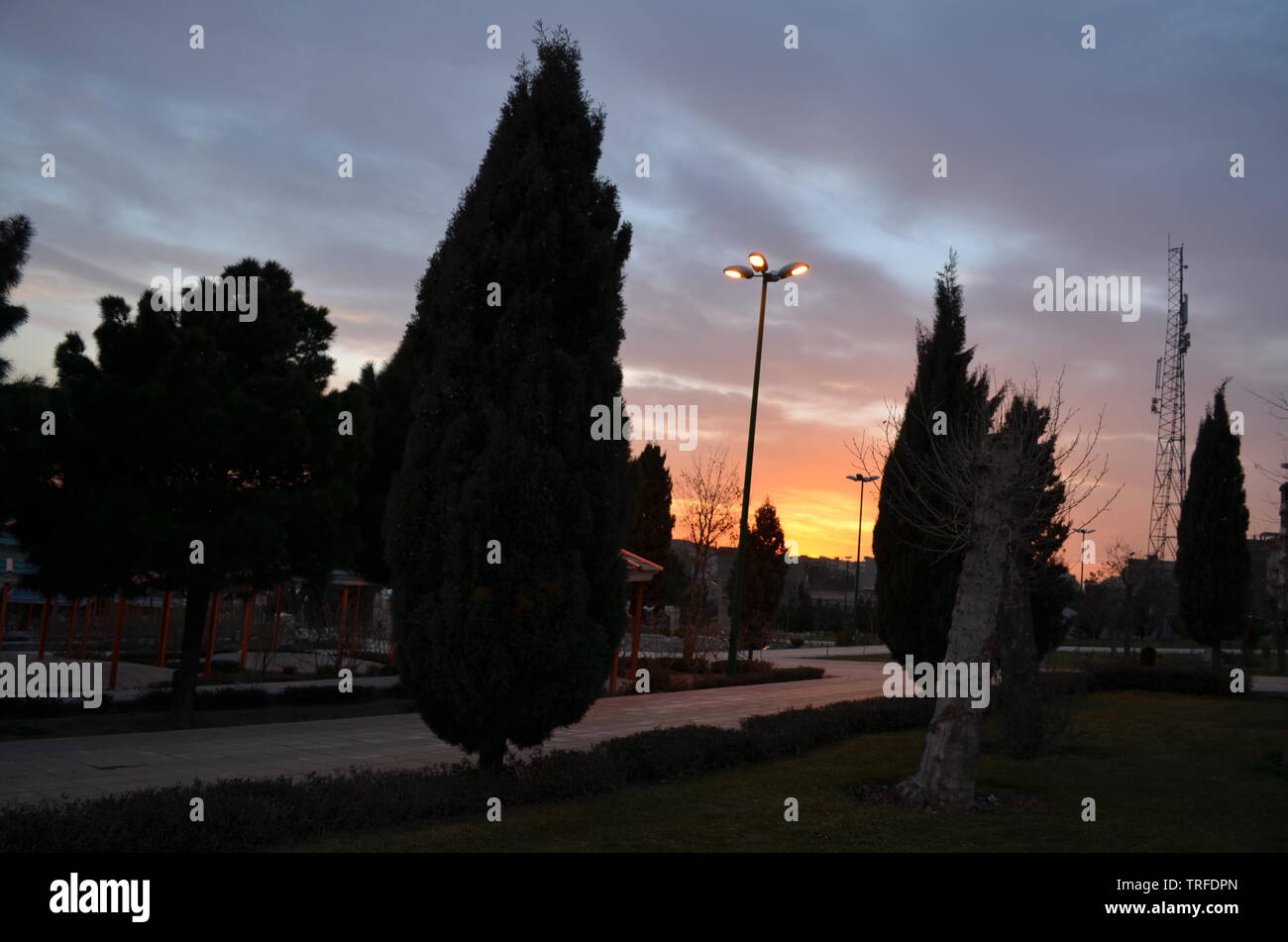 Beautiful sunset behind the pines... Stock Photo