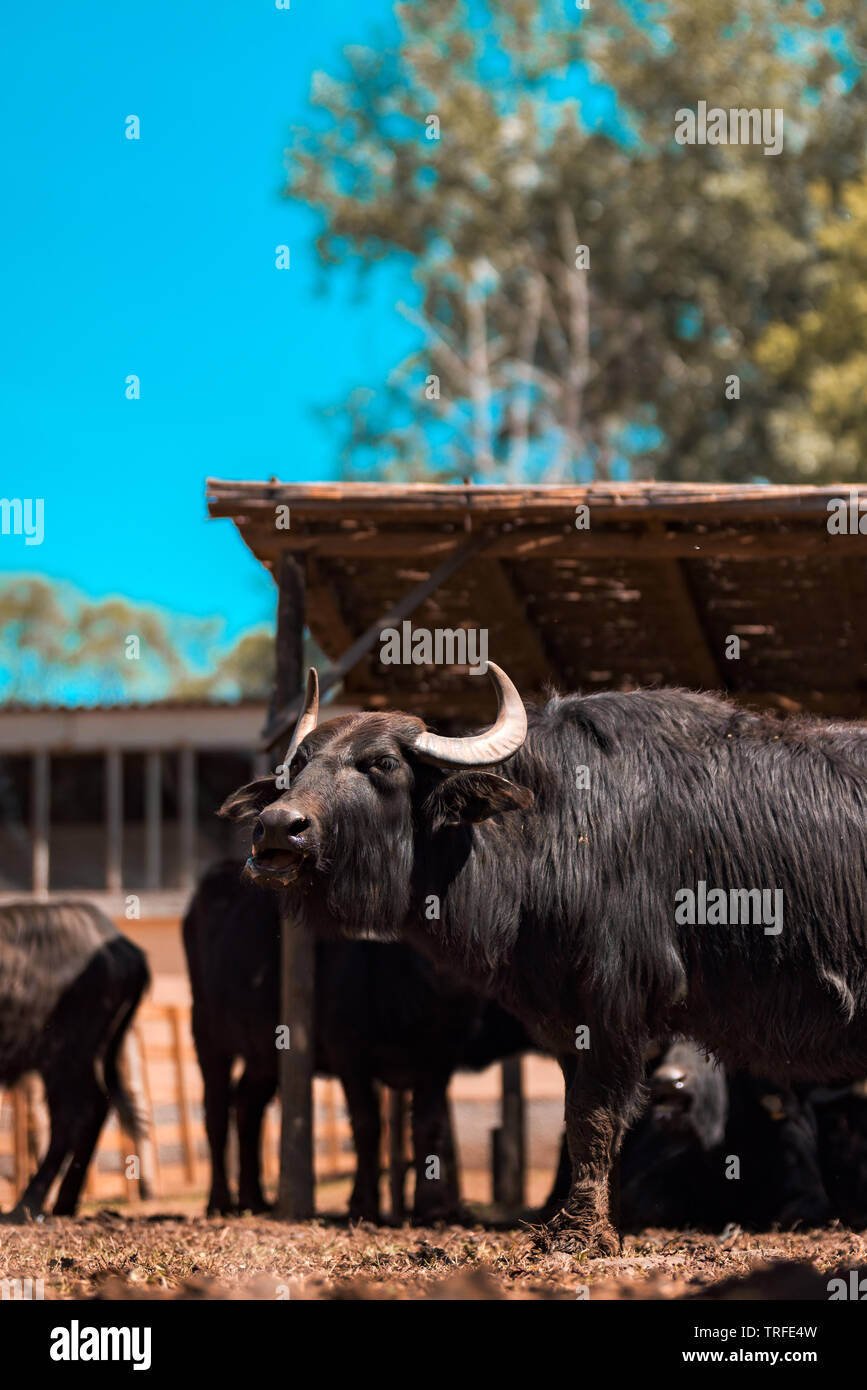 Domestic water buffalo (Bubalus bubalis) male at cattle farm Stock Photo