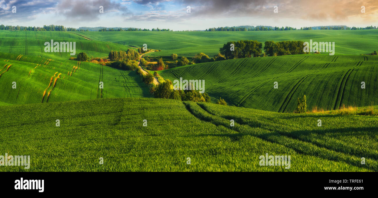 picturesque hilly field. agricultural field Stock Photo