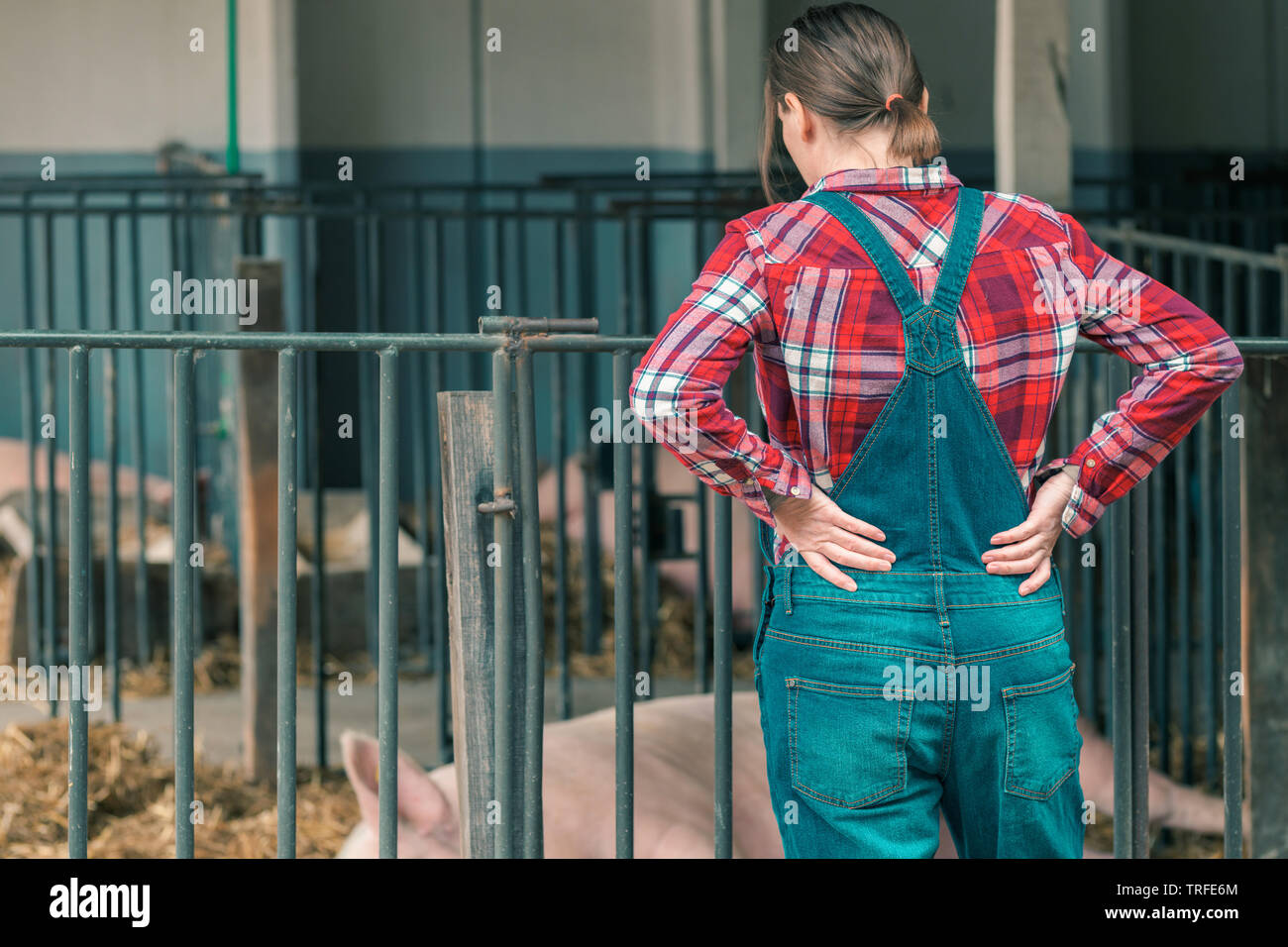 Farmer on pig raising and breeding farm. Female in plaid shirt and  jumpsuit overalls jeans with suspenders is looking at domestic pigs sleeping in pi Stock Photo