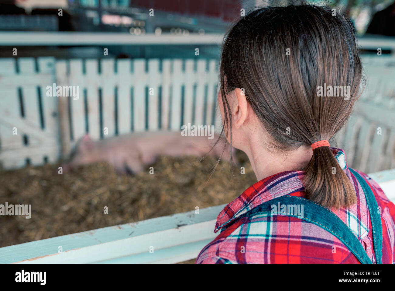 Farmer on pig raising and breeding farm. Female in plaid shirt and  jumpsuit overalls jeans with suspenders is looking at domestic pigs sleeping in pi Stock Photo