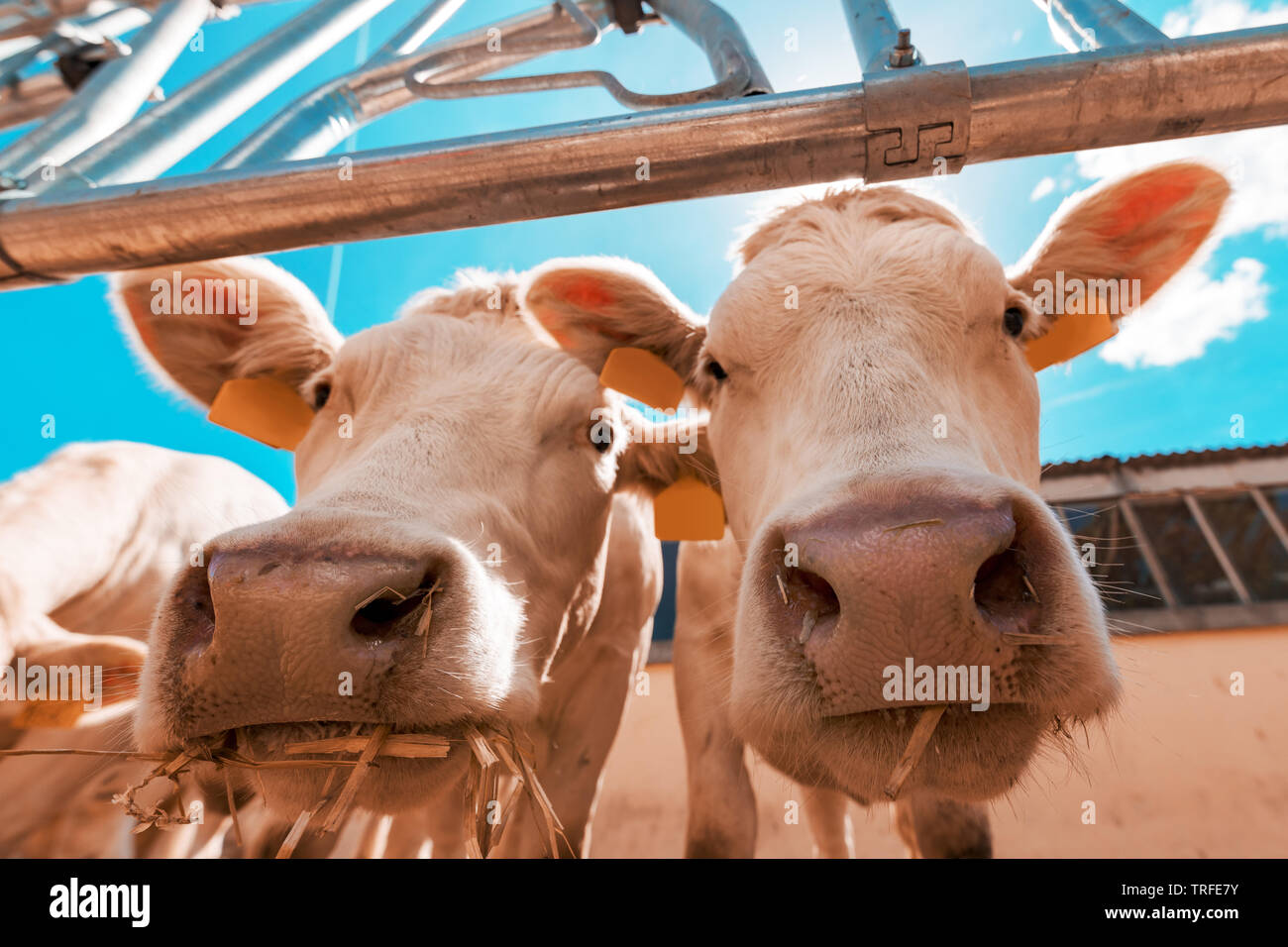 Funny curious cows on dairy cattle farm looking at camera, low angle view with selective focus Stock Photo